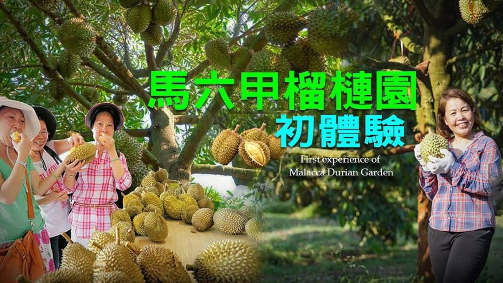 durian melaka e9a9ace585ade794b2e6a6b4e88eb2e69ca8e5b18b