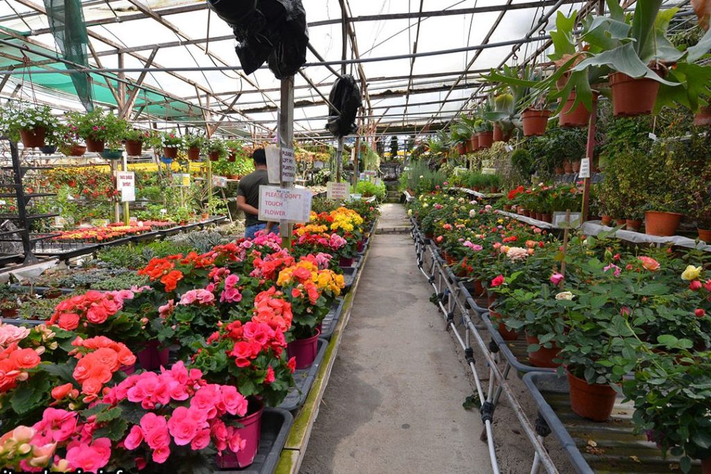 healthy strawberry farm