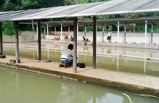 PONDOK IKAN KG.PEDAMAR 1 pondok ikan kg pedamar