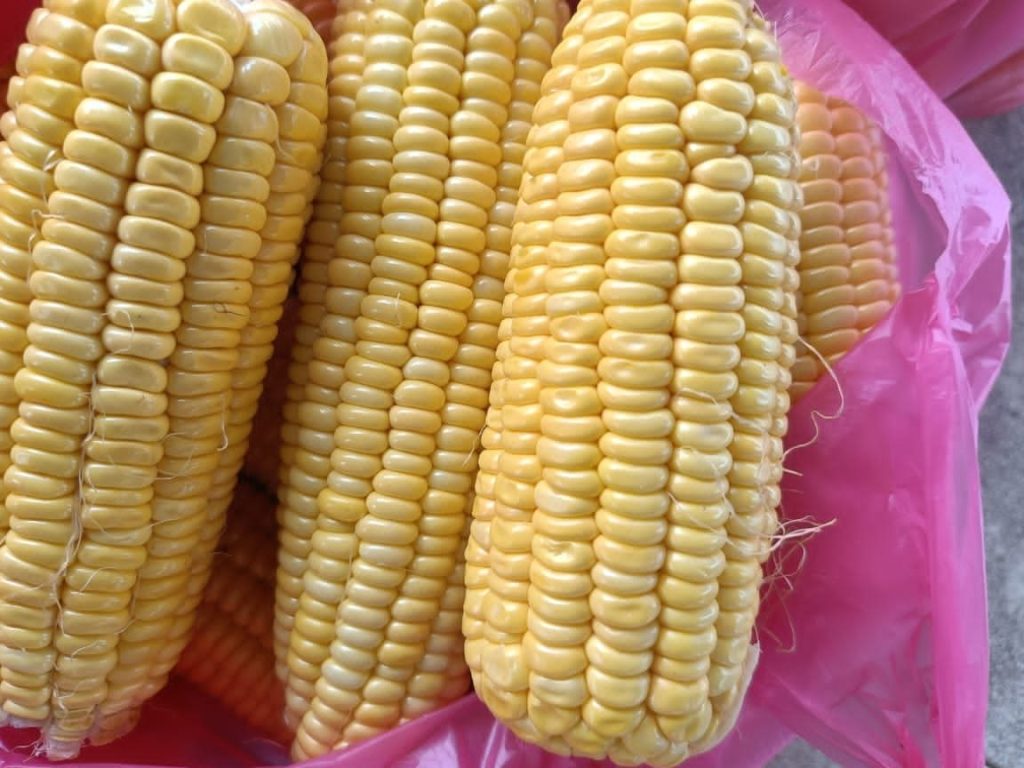 Pusat Jagung Kg Binjai, Kuala Lipis 1 pusat jagung kg binjai kuala lipis