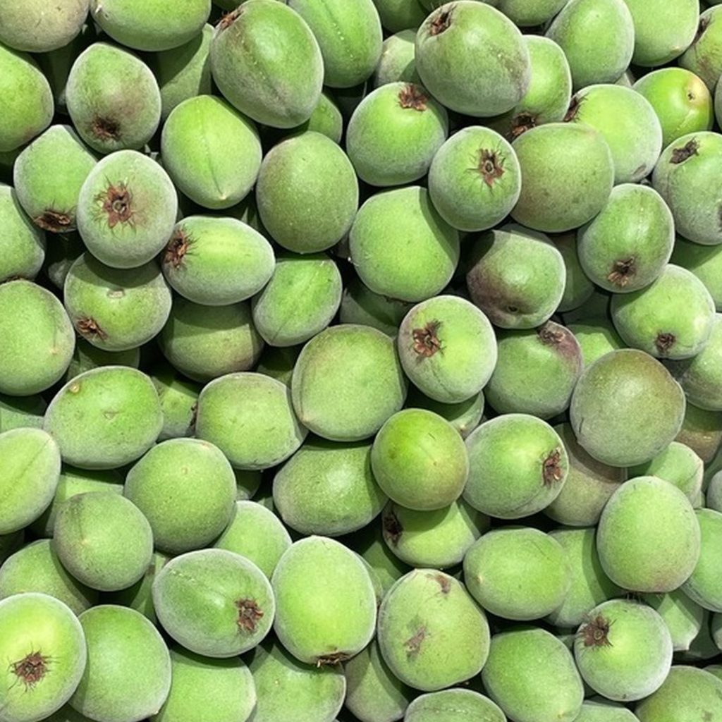 ume fresh frozen supply